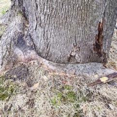 Norway Maple Girdling Root